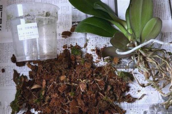 蝴蝶兰开完花后如何换盆，需及时修剪处理