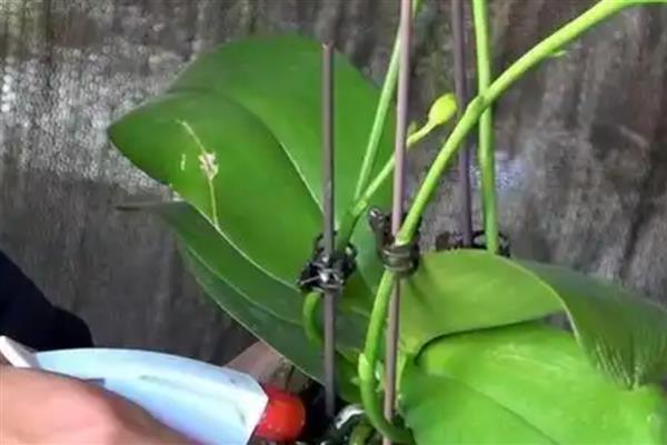 蝴蝶兰开完花后如何换盆，需及时修剪处理