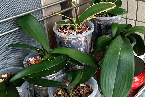 蝴蝶兰开完花后如何换盆，需及时修剪处理