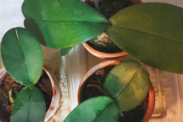 蝴蝶兰开完花后如何换盆，需及时修剪处理