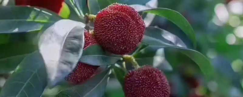 东魁还是黑炭杨梅好，各有优点