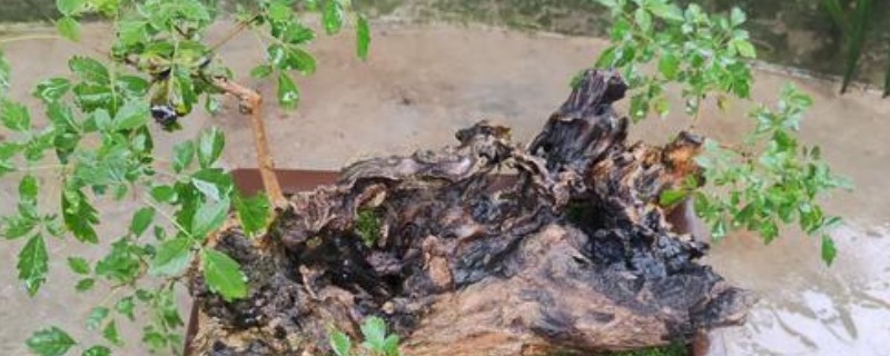 怎么栽刚挖的黄荆老桩，需先进行清洗整理