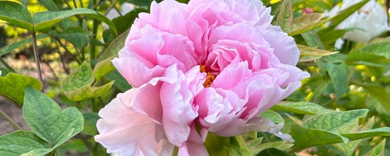 牡丹花的花语，寓意圆满浓情、吉祥富贵等