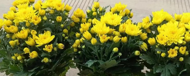 菊花的养殖方法,生长适温是在18-25℃