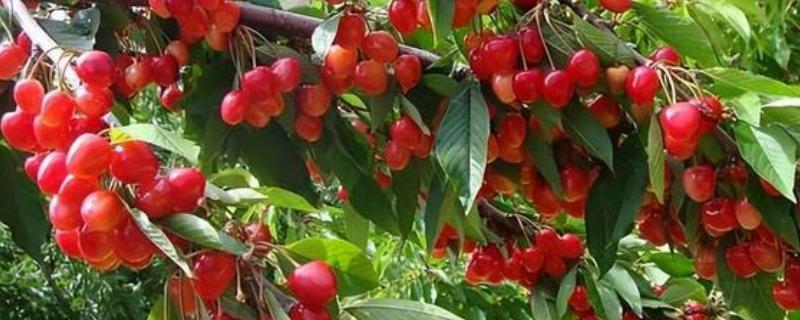 车厘子是否可以种在北方，车厘子在北方种植时需加强管理