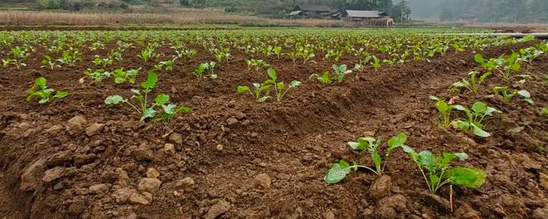 油菜的栽培技术要点,3月份进行播种为佳