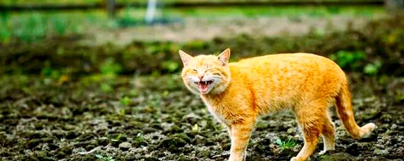 猫咪声音嘶哑的原因，可能是天气干燥所致
