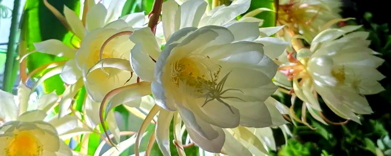 吃昙花摘掉花蕊的原因，因为花蕊非常难完全消化和吸收