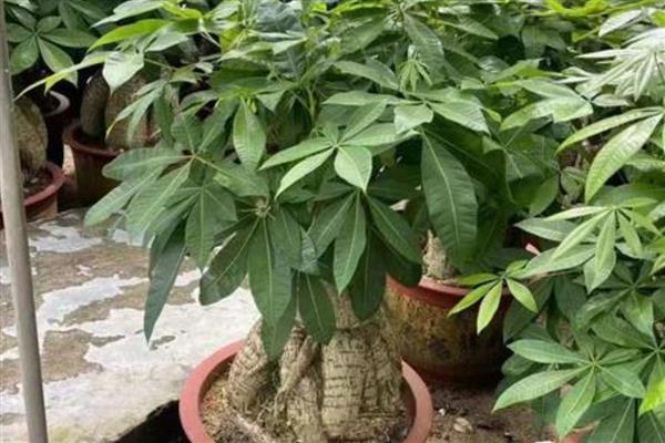 发财树不死也不长的原因，可能是缺乏光照所致