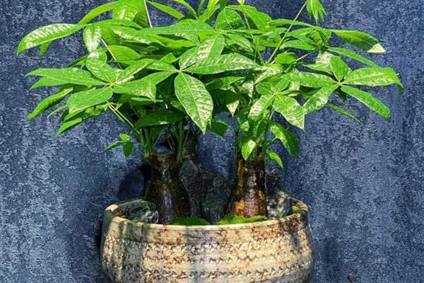 发财树不死也不长的原因，可能是缺乏光照所致