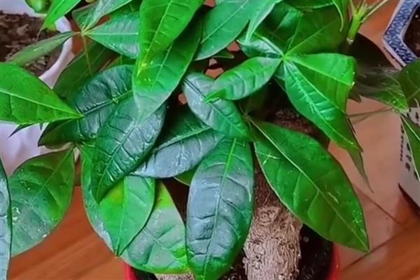 发财树不死也不长的原因，可能是缺乏光照所致