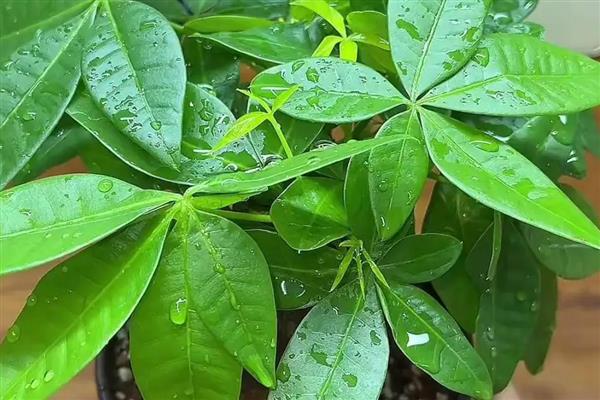 发财树不死也不长的原因，可能是缺乏光照所致