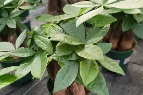 发财树不死也不长的原因，可能是缺乏光照所致