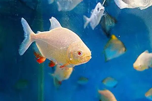 鲳鱼的产地，如今广东大力发展鲳鱼养殖