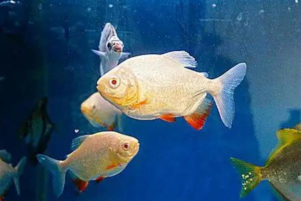 鲳鱼的产地，如今广东大力发展鲳鱼养殖