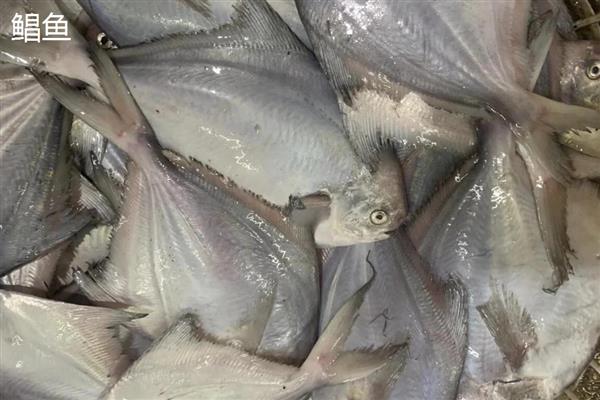 鲳鱼的产地，如今广东大力发展鲳鱼养殖