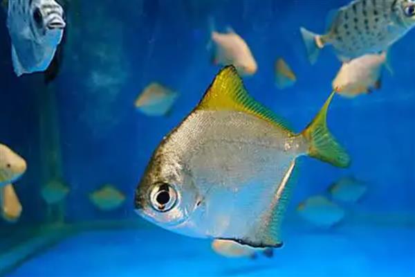 鲳鱼的产地，如今广东大力发展鲳鱼养殖