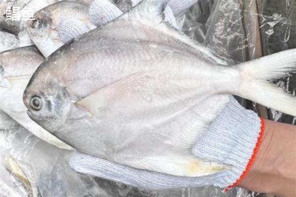 鲳鱼的产地，如今广东大力发展鲳鱼养殖