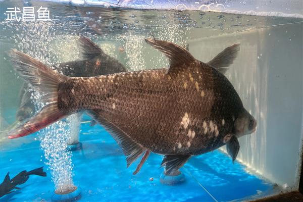 鲳鱼的产地，如今广东大力发展鲳鱼养殖