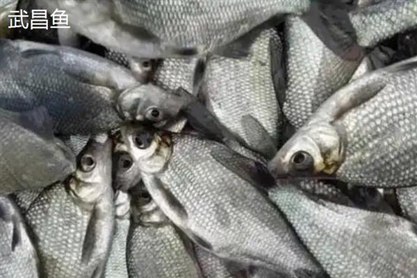 鲳鱼的产地，如今广东大力发展鲳鱼养殖
