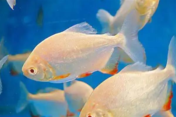 鲳鱼的产地，如今广东大力发展鲳鱼养殖