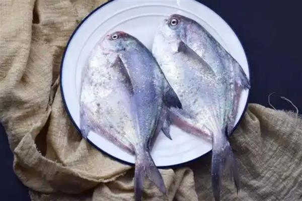 鲳鱼的产地，如今广东大力发展鲳鱼养殖