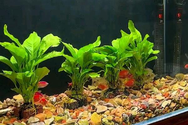 迷你三角叶水草好养吗,饲养难度较小