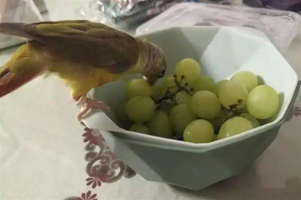 鹦鹉可以吃葡萄吗，鹦鹉可以吃葡萄