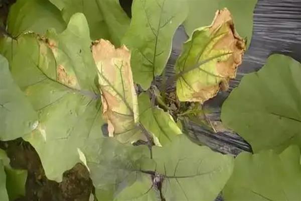 茄子秧叶子发黄怎么处理，应当及时进行浇水