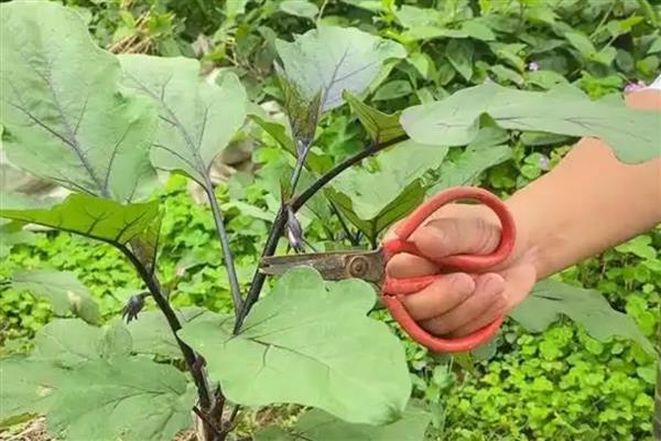 茄子秧叶子发黄怎么处理，应当及时进行浇水