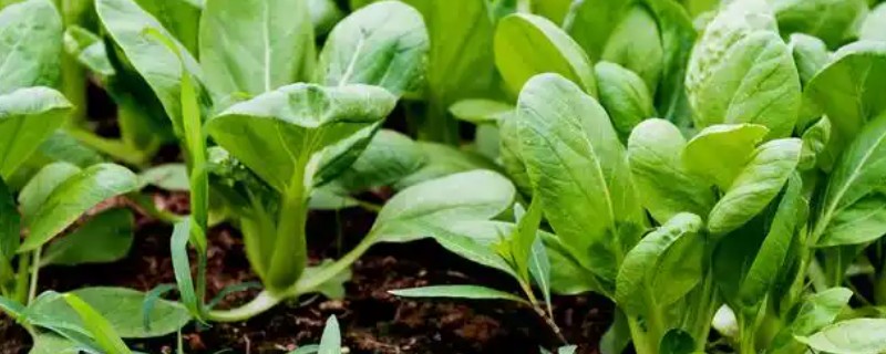 油菜的播种方式，条播、穴播、撒播均可使用