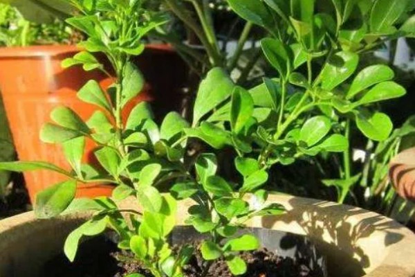 九里香怎样才能长粗，要给予植株充足的光照
