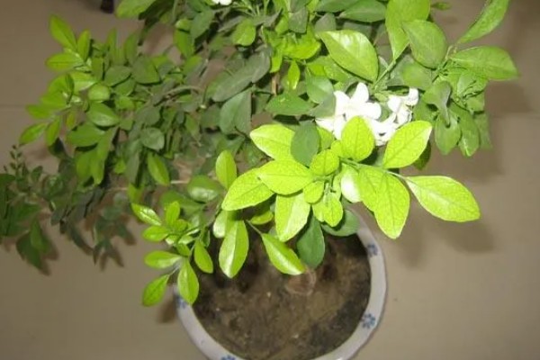 九里香怎样才能长粗，要给予植株充足的光照