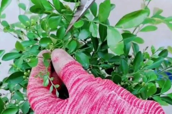 九里香怎样才能长粗，要给予植株充足的光照