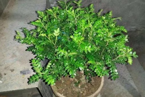 九里香怎样才能长粗，要给予植株充足的光照
