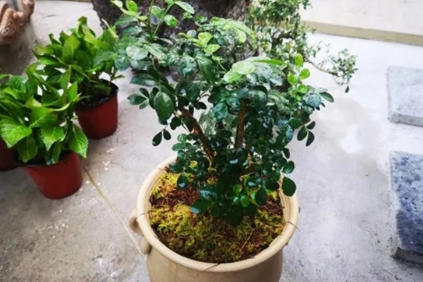 九里香怎样才能长粗，要给予植株充足的光照