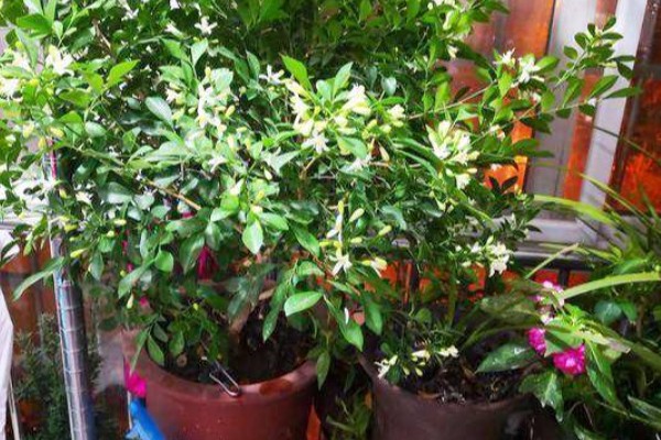 九里香怎样才能长粗，要给予植株充足的光照
