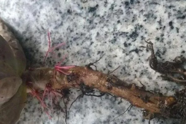 豆瓣绿烂根的原因,可能是浇水过多所致