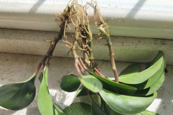 豆瓣绿烂根的原因,可能是浇水过多所致