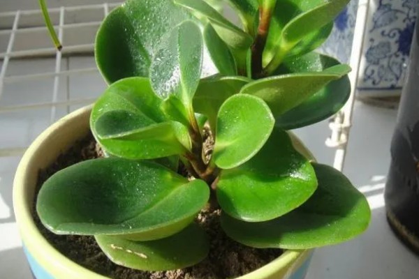 豆瓣绿烂根的原因,可能是浇水过多所致