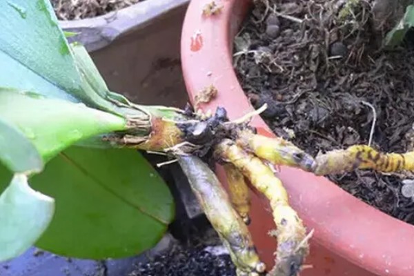 豆瓣绿烂根的原因,可能是浇水过多所致