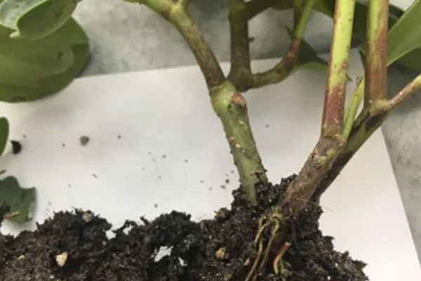 豆瓣绿烂根的原因,可能是浇水过多所致