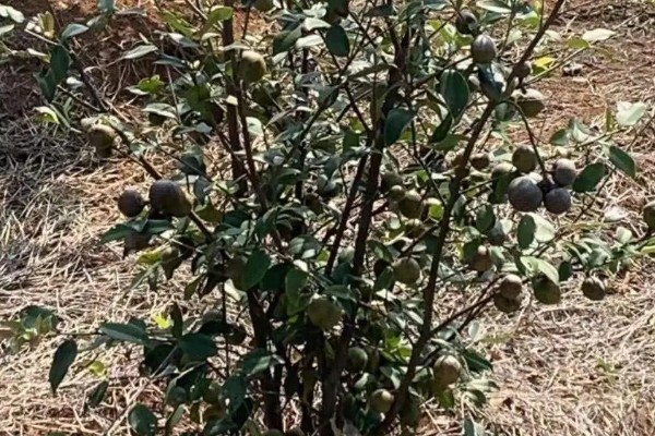 油茶树的外观，叶片呈椭圆形、长圆形等形状