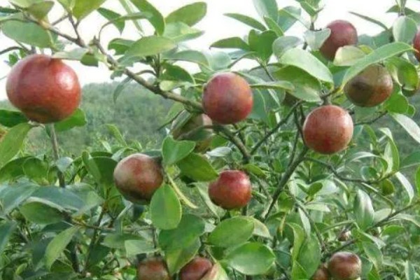 油茶树的外观，叶片呈椭圆形、长圆形等形状