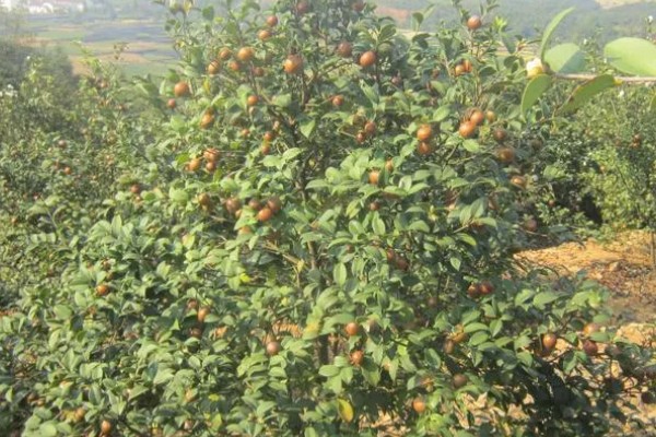 油茶树的外观，叶片呈椭圆形、长圆形等形状