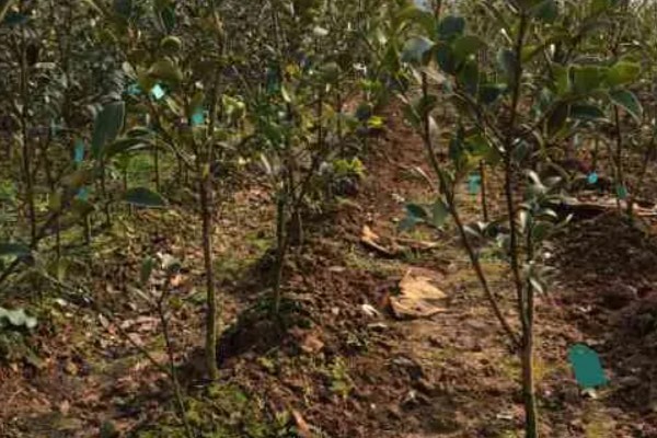 油茶树的外观，叶片呈椭圆形、长圆形等形状