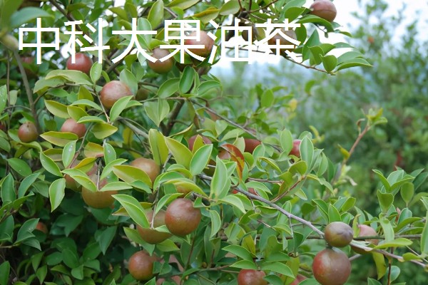 油茶树的外观，叶片呈椭圆形、长圆形等形状