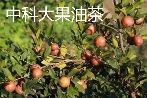油茶树的外观，叶片呈椭圆形、长圆形等形状