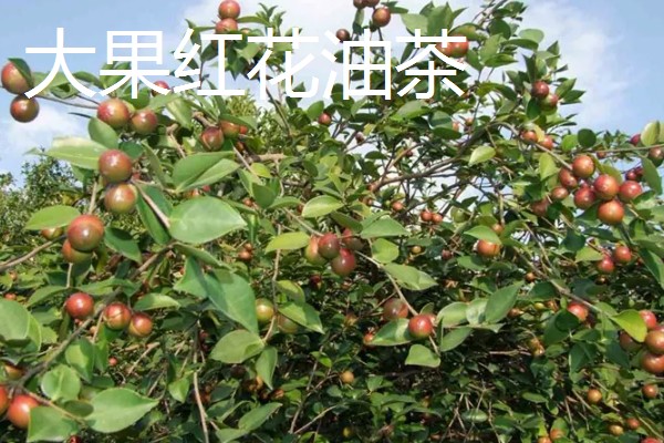 油茶树的外观，叶片呈椭圆形、长圆形等形状