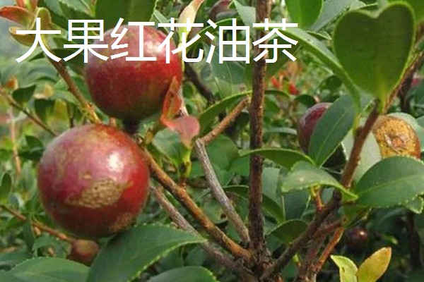 油茶树的外观，叶片呈椭圆形、长圆形等形状